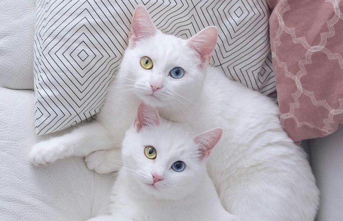 Роль белых кошек в нашей жизни.
