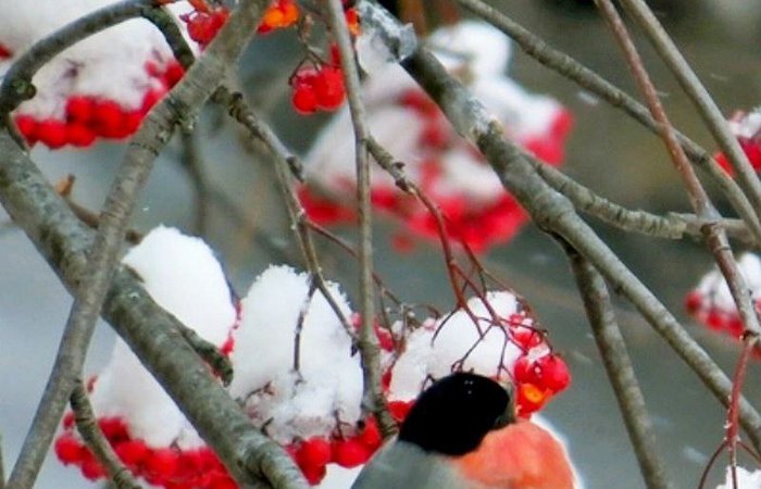 Февраль - Красавец