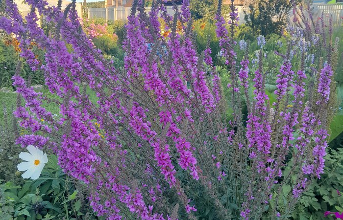 Огонь безконечности..